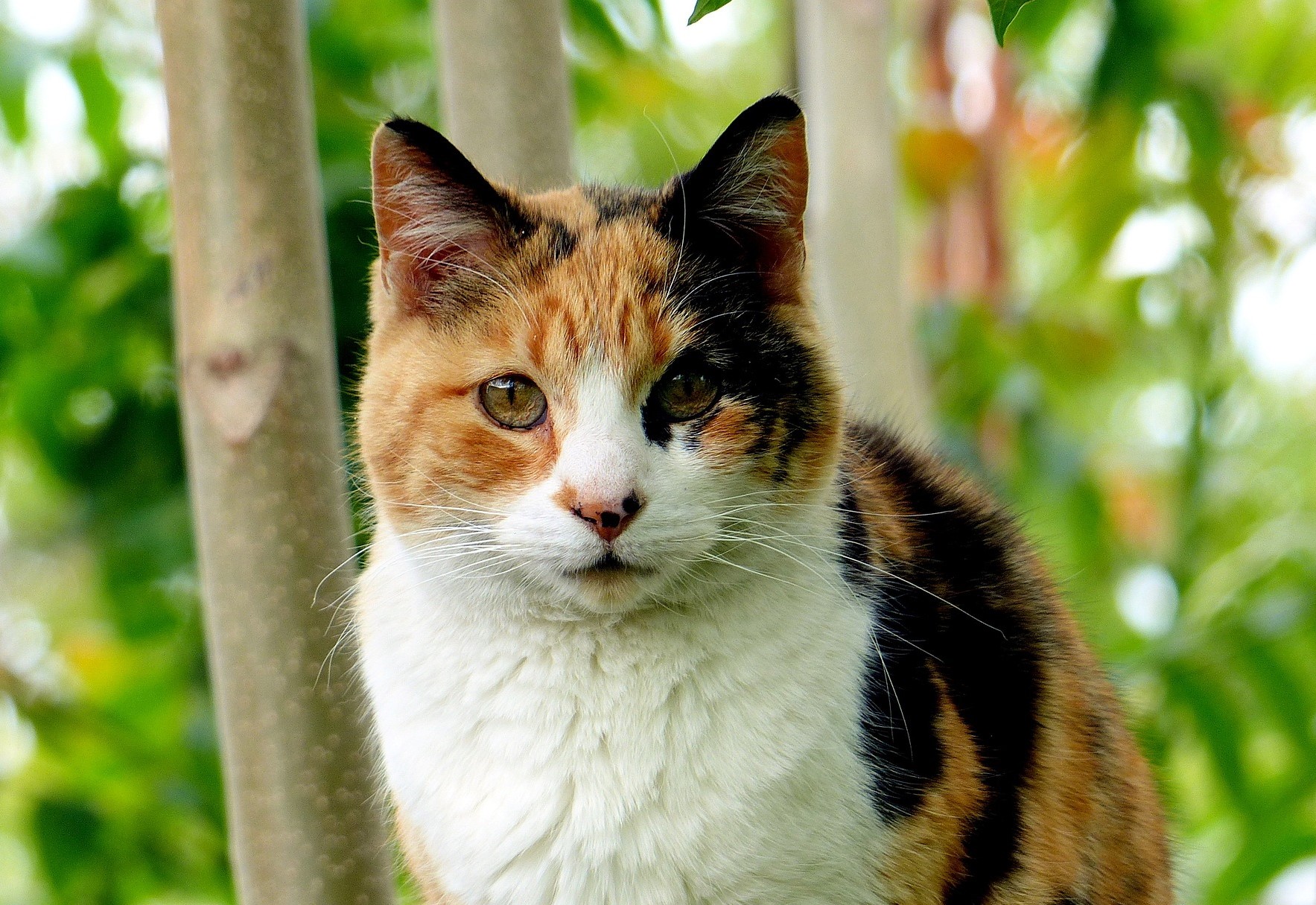 the-maryland-state-cat-the-calico